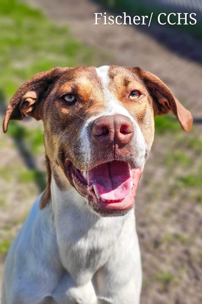 Fischer, an adoptable Hound in New Bern, NC, 28563 | Photo Image 1