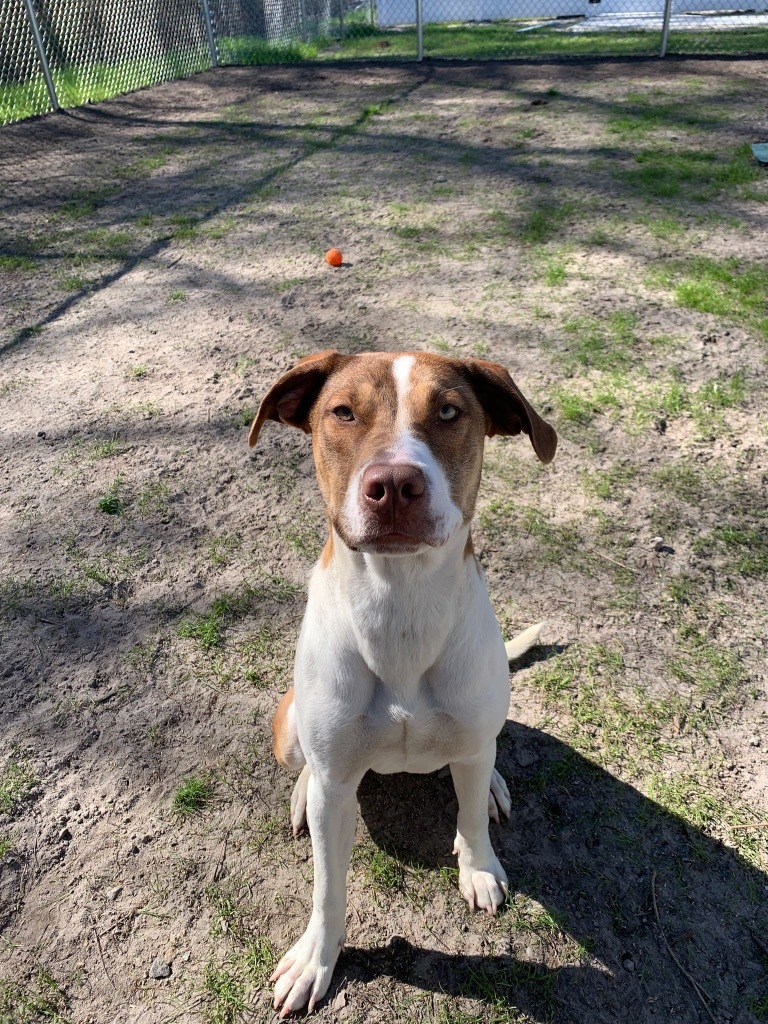 Fischer, an adoptable Hound in New Bern, NC, 28563 | Photo Image 2