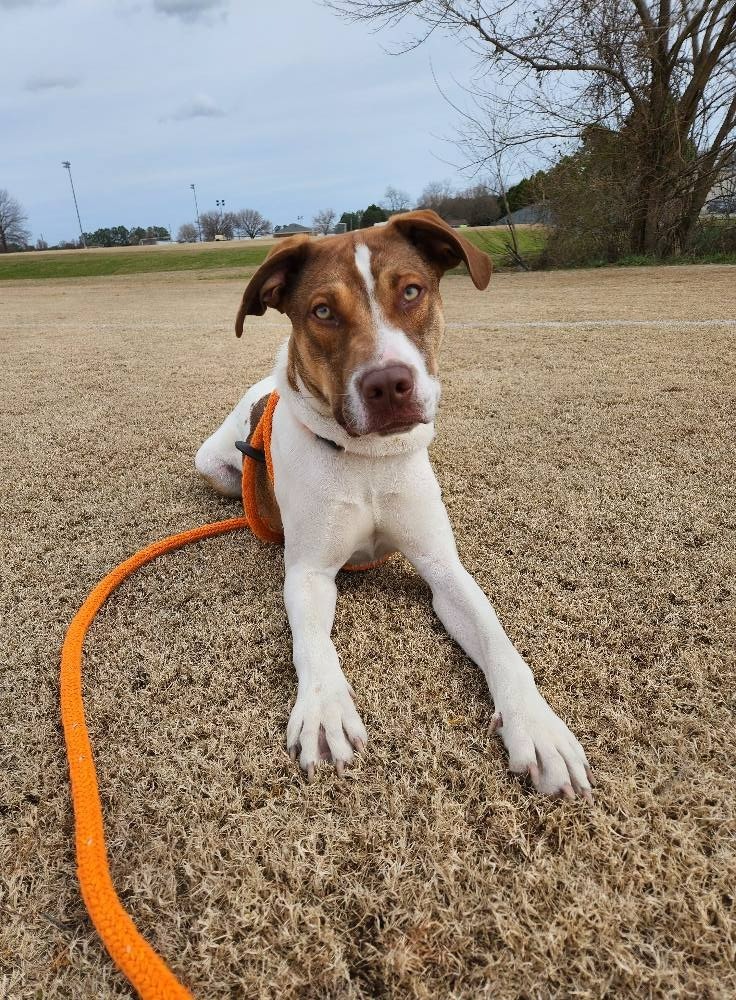 Fischer, an adoptable Hound in New Bern, NC, 28563 | Photo Image 3