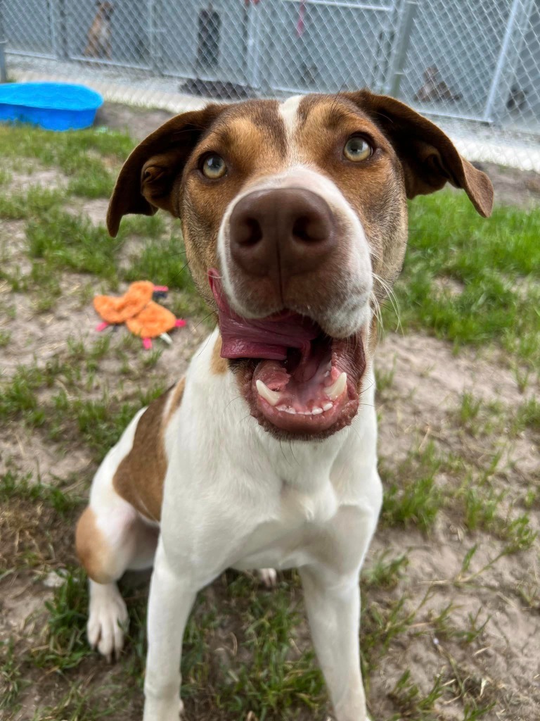 Fischer, an adoptable Hound in New Bern, NC, 28563 | Photo Image 4