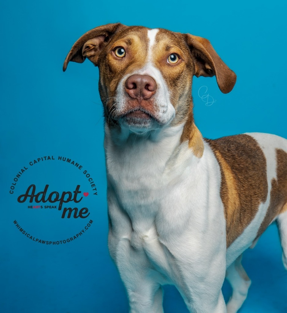 Fischer, an adoptable Hound in New Bern, NC, 28563 | Photo Image 5