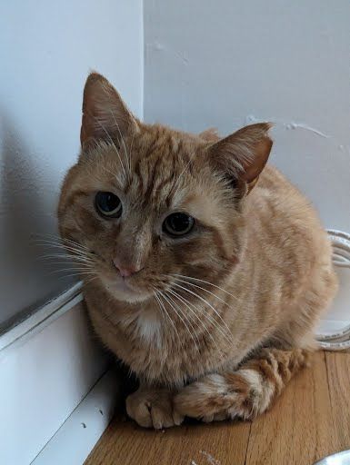 Connecticut Cat Adoptions | Cats for Adoption in CT