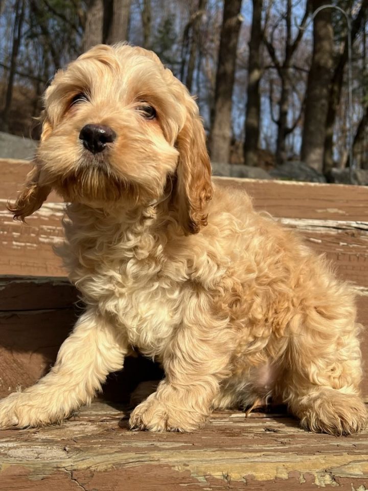 Petfinder cockapoo hot sale