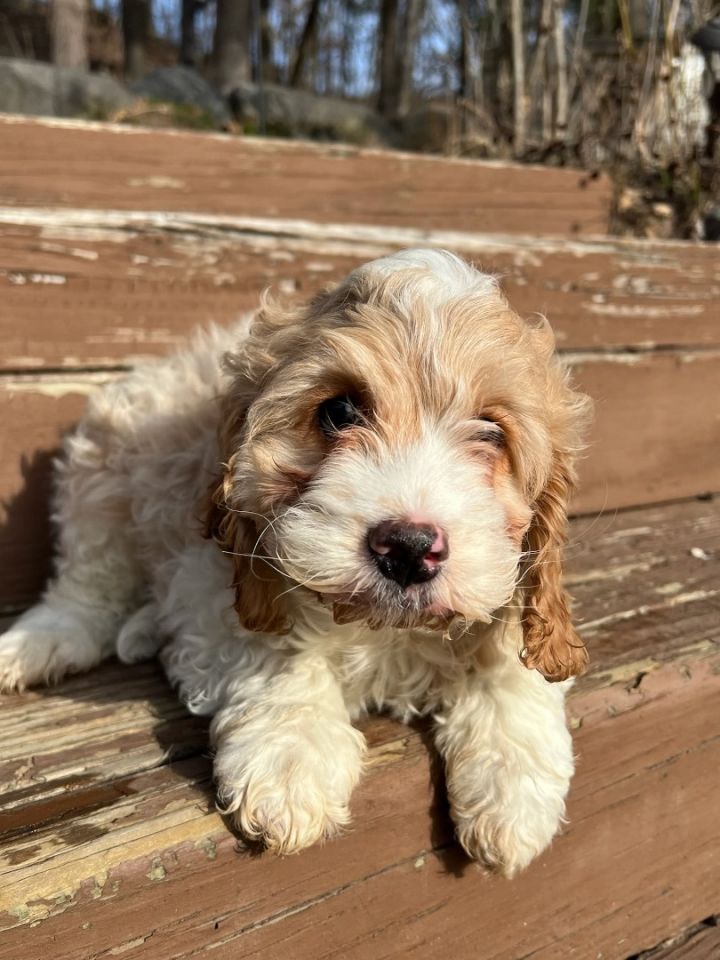 Petfinder cockapoo hot sale