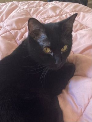 Meet Mavis This sweet petite panther is a housecat at heart who enjoys laptime with people she tru