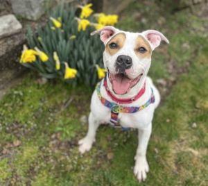 Bonita Mixed Breed Dog