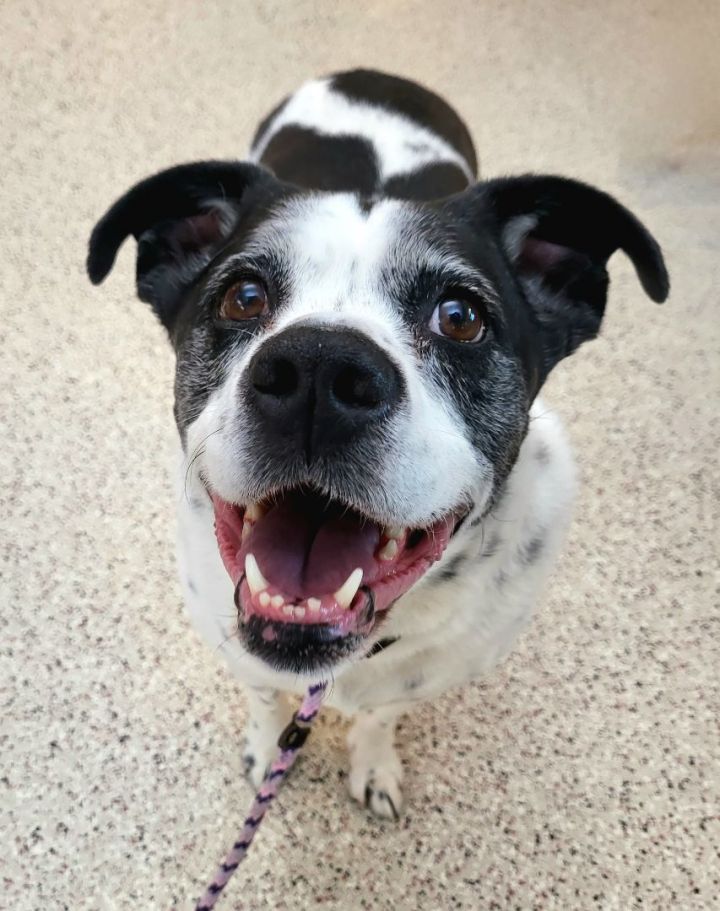 English bulldog australian hot sale cattle dog mix