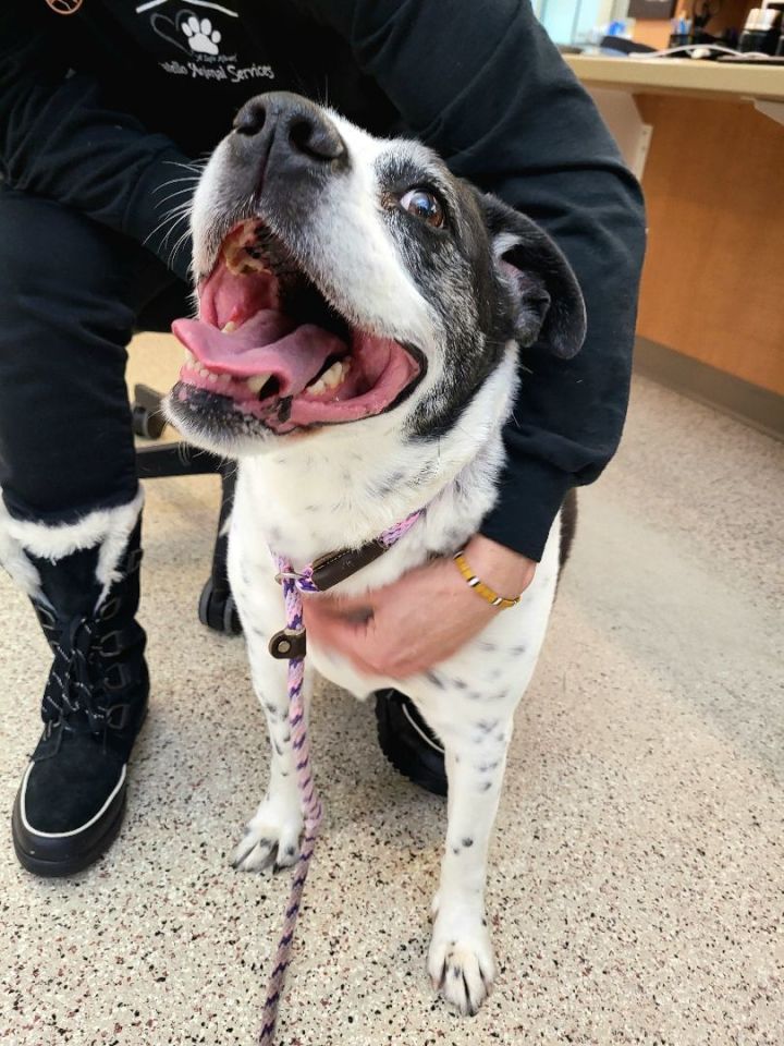 Blue heeler best sale english bulldog mix