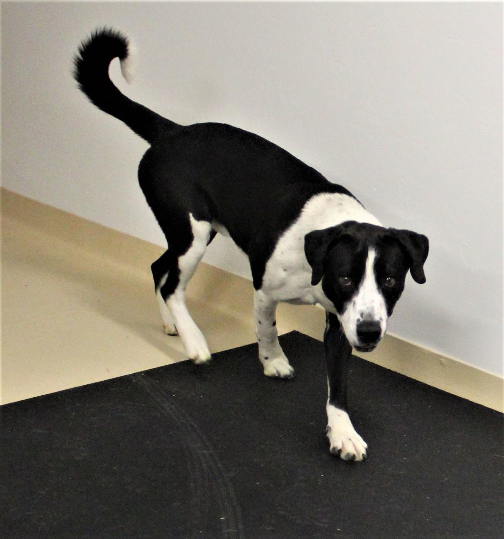 Bodie 38478, an adoptable Labrador Retriever, Border Collie in Pocatello, ID, 83205 | Photo Image 2