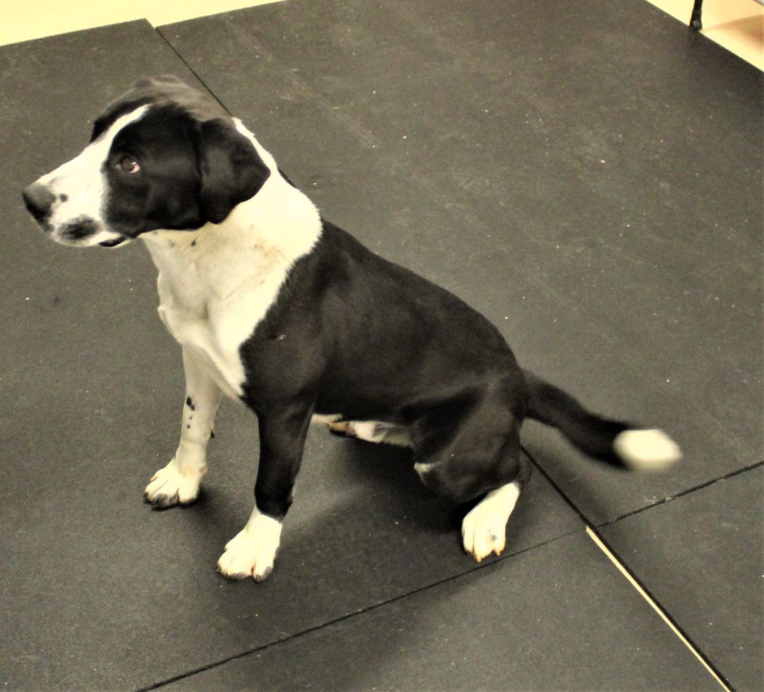 Bodie 38478, an adoptable Labrador Retriever, Border Collie in Pocatello, ID, 83205 | Photo Image 3