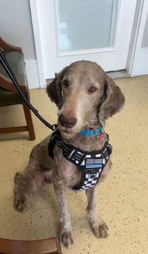 Cajun sales poodle rescue