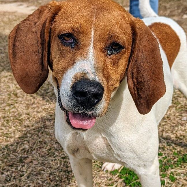 american foxhound german shepherd mix puppy