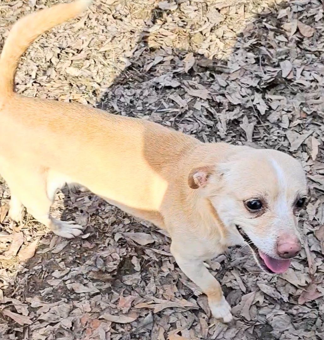 Angel, an adoptable Feist in Baileyton, AL, 35019 | Photo Image 1