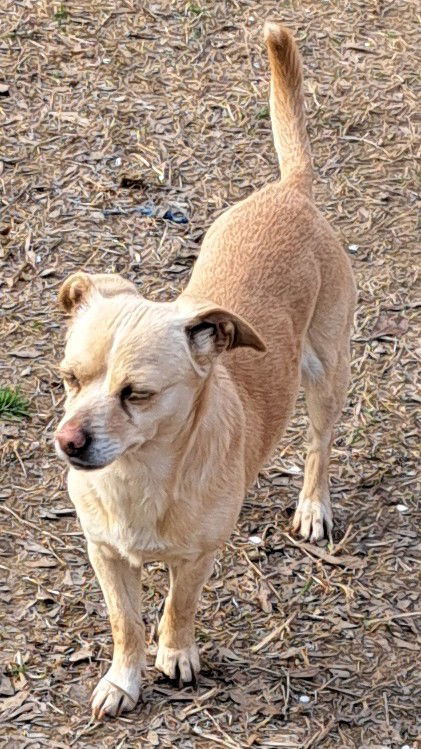 Angel, an adoptable Feist in Baileyton, AL, 35019 | Photo Image 3