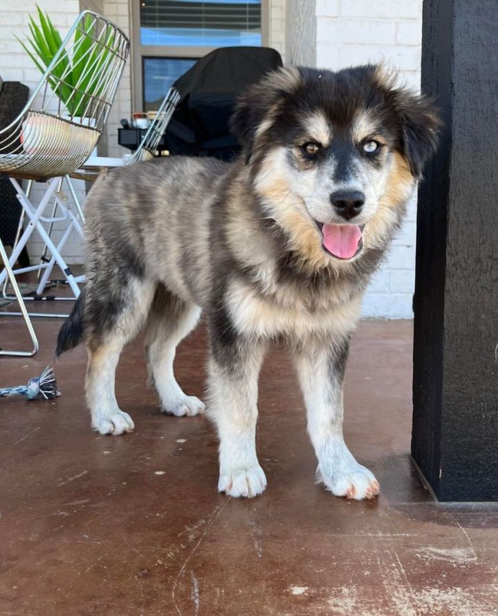 Husky and best sale goldendoodle mix