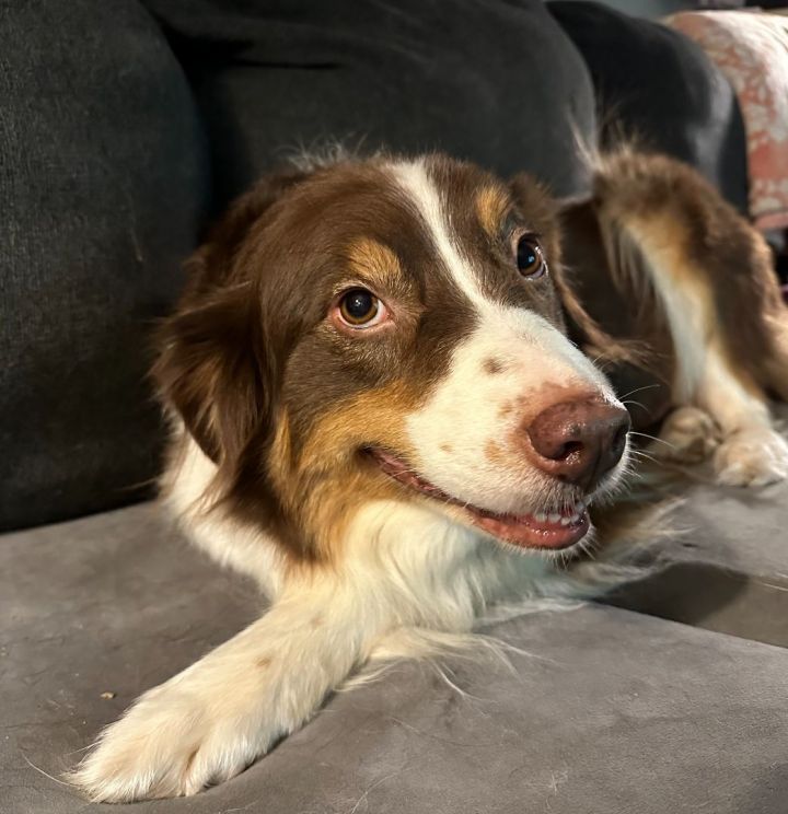 Australian shepherd furever store rescue