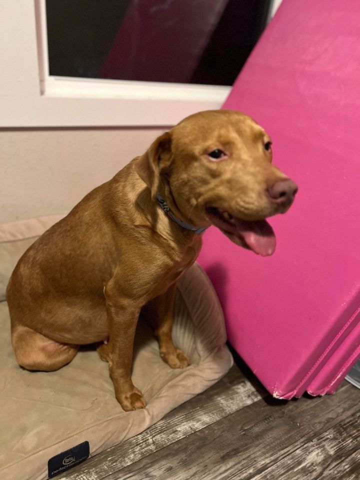 Ginger vizsla hot sale