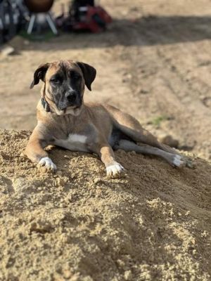 Mixed puppies best sale near me