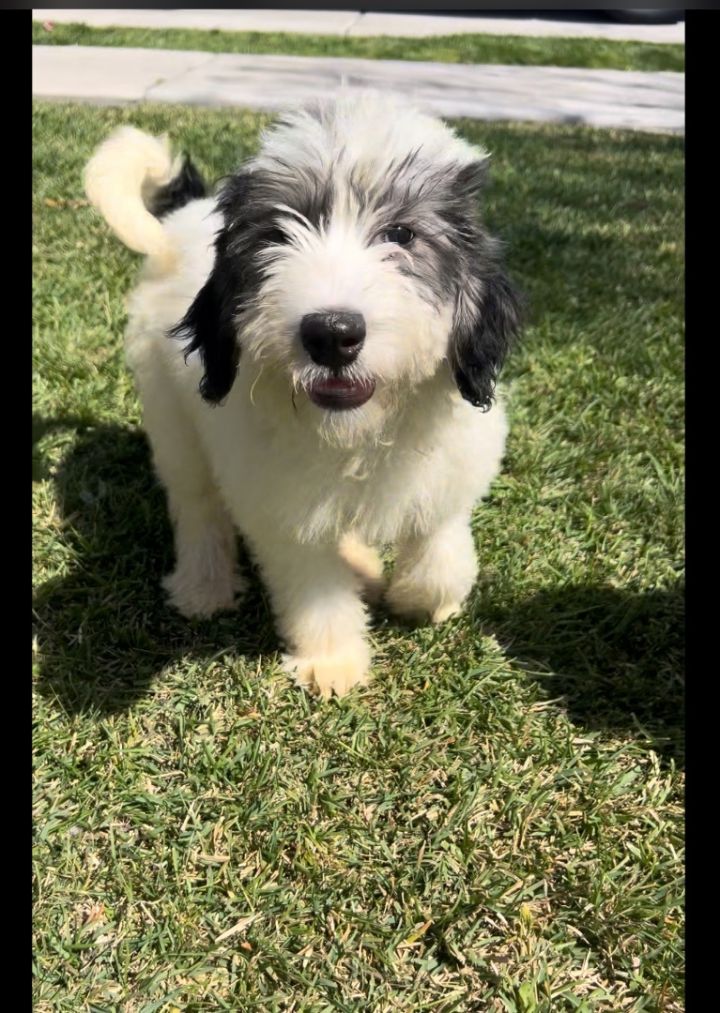 Red barn hot sale sheepadoodle