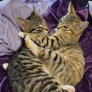 Betty Lou and Xanadu are September 2023 kittens Xanadu is the gorgeous gold kitten and Betty is the