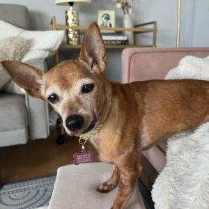 Behold Evian a leggy red chi whose beauty is enhanced by creamy white signs of elegant seniority S