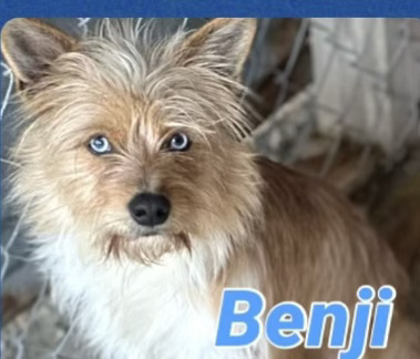 Benji 1