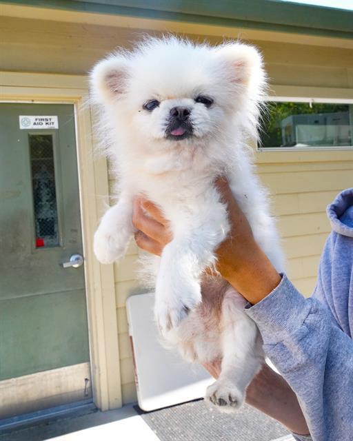 GRANDPA, an adoptable Pomeranian in Sacramento, CA, 95818 | Photo Image 1