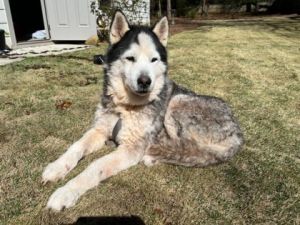 Bob Rourman -IN FOSTER Mixed Breed Dog