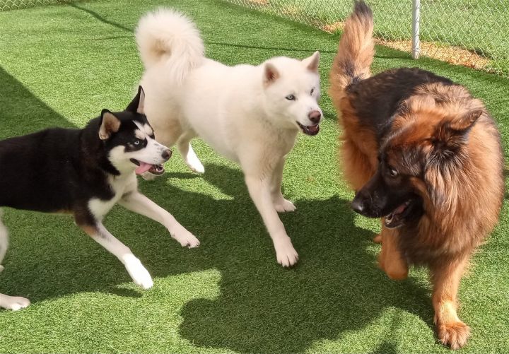 Lola $100 adoption fee ALL DOGS 2