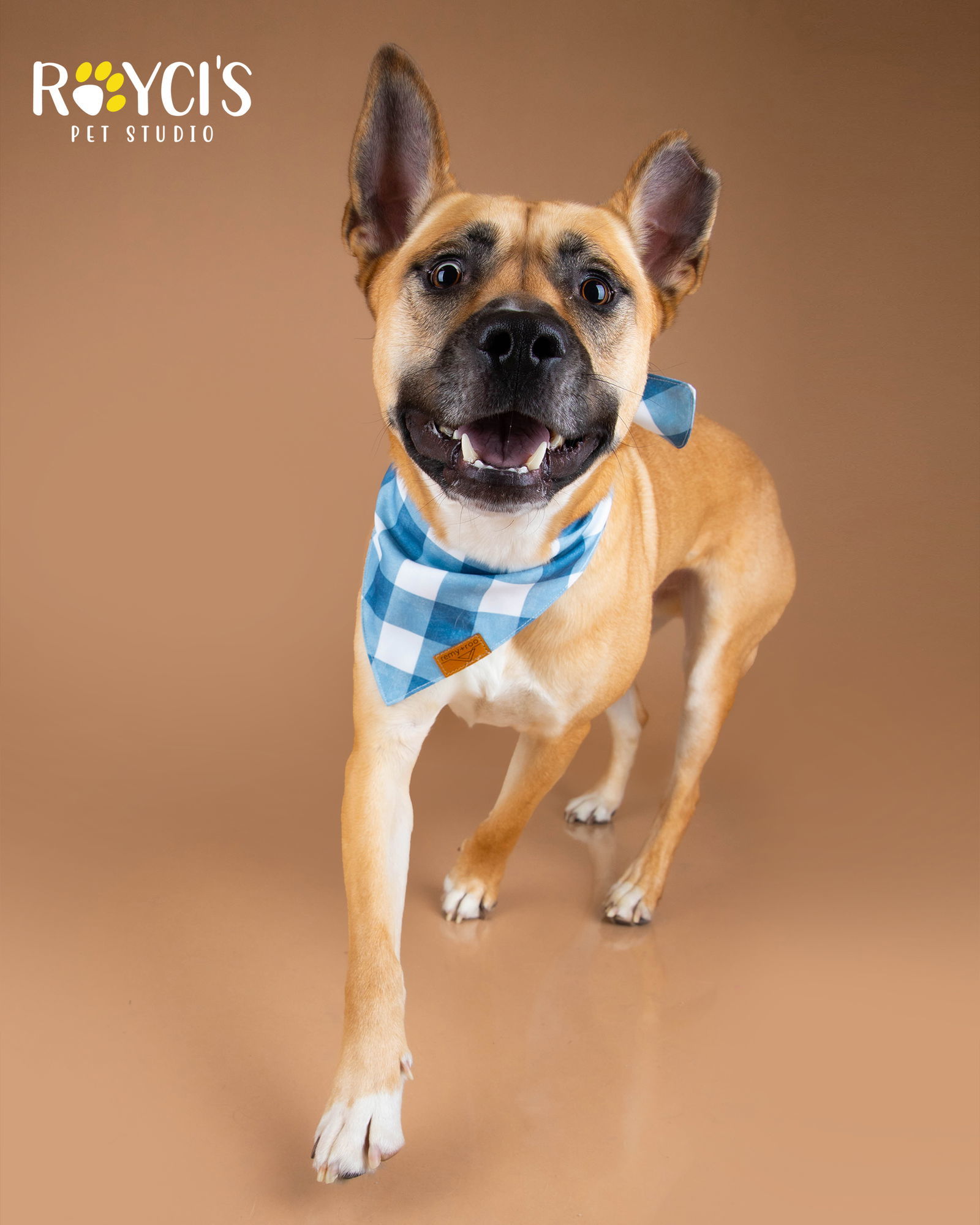 Mighty Mike, an adoptable German Shepherd Dog in Salt Lake City, UT, 84171 | Photo Image 1