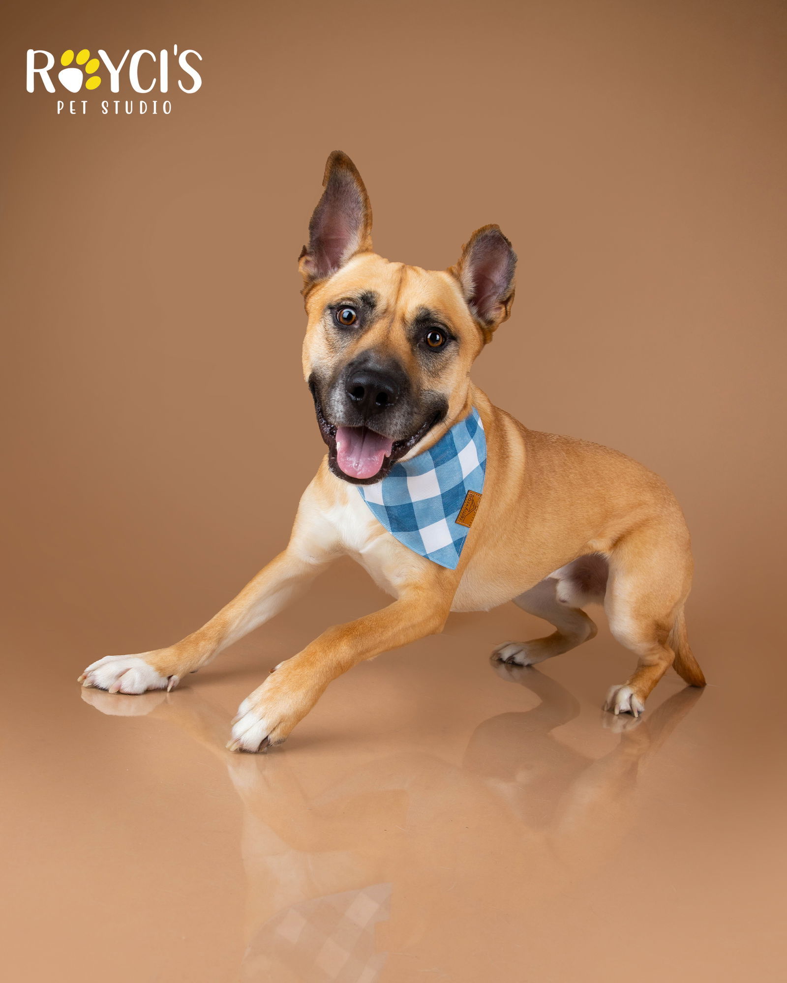 Mighty Mike, an adoptable German Shepherd Dog in Salt Lake City, UT, 84171 | Photo Image 2