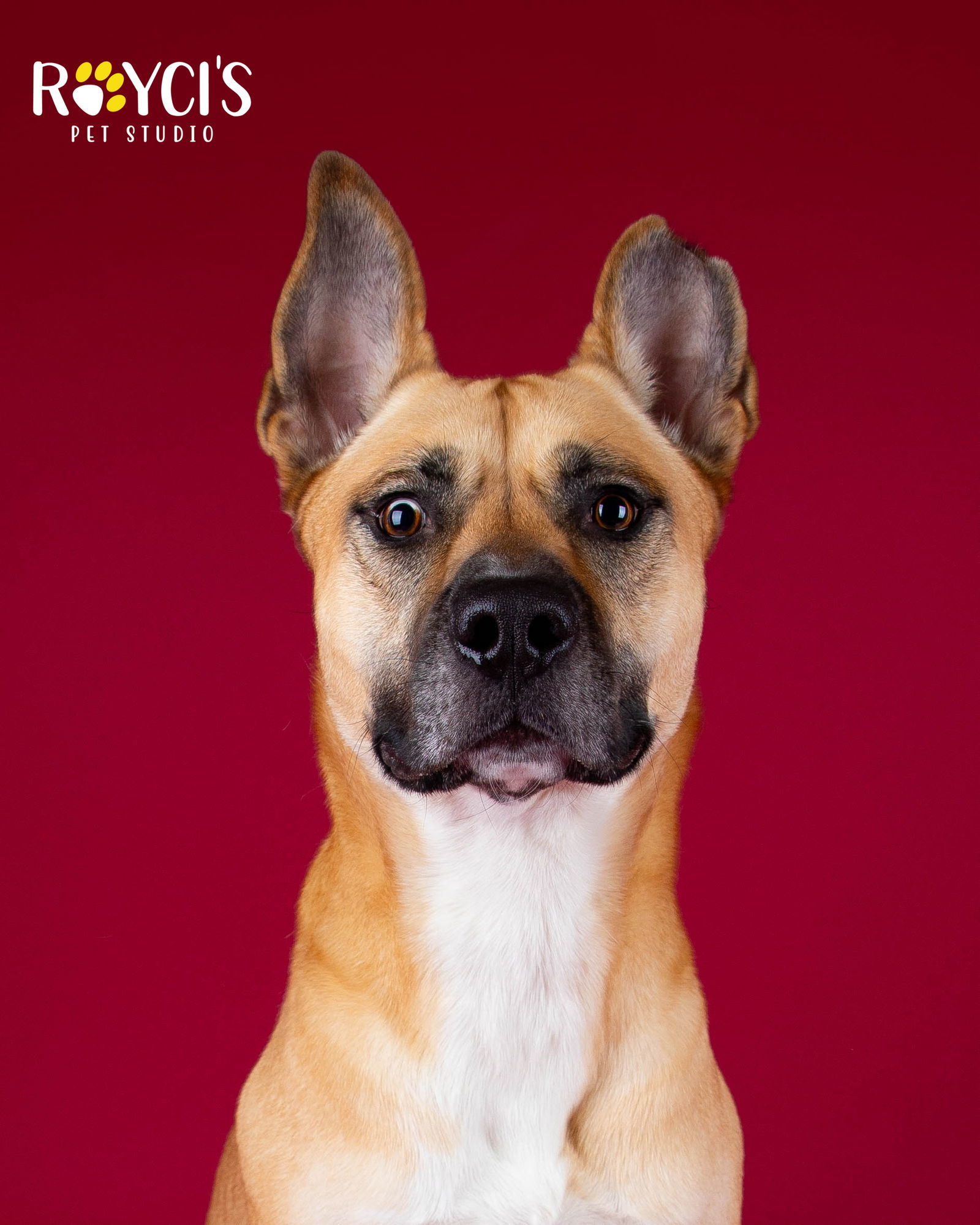 Mighty Mike, an adoptable German Shepherd Dog in Salt Lake City, UT, 84171 | Photo Image 3