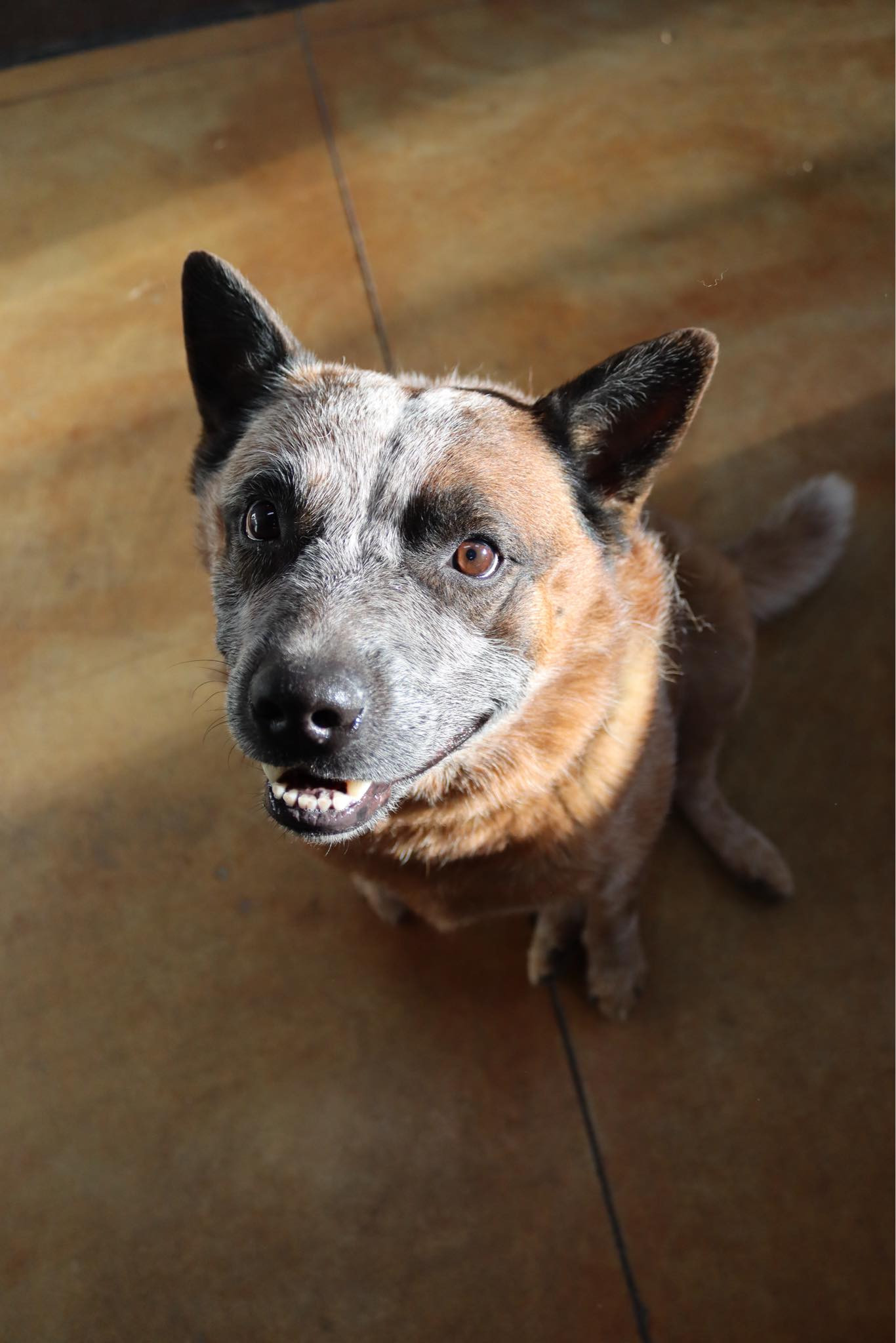 Blu (long term resident), an adoptable Australian Cattle Dog / Blue Heeler in Austin, MN, 55912 | Photo Image 1