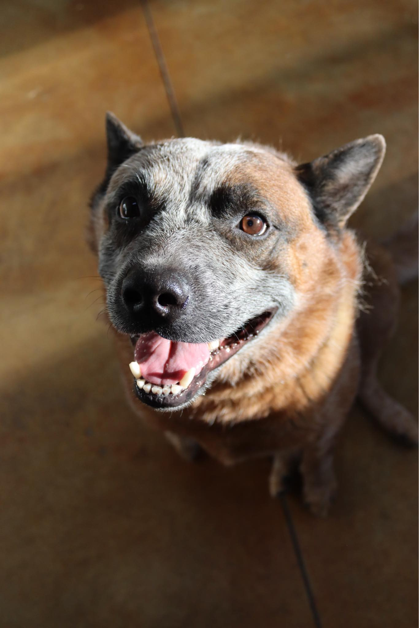 Blu (long term resident), an adoptable Australian Cattle Dog / Blue Heeler in Austin, MN, 55912 | Photo Image 2