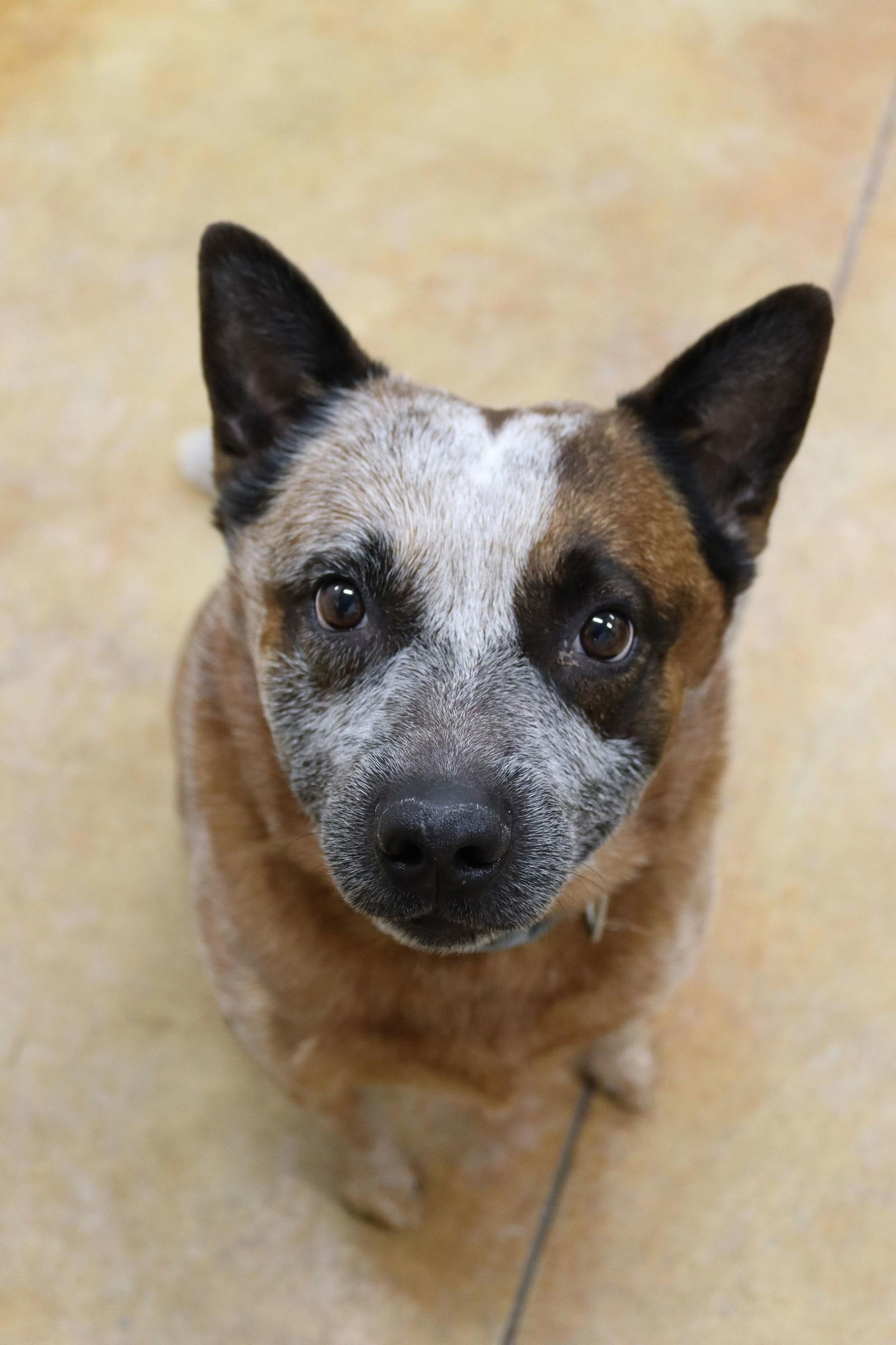 Blu (long term resident), an adoptable Australian Cattle Dog / Blue Heeler in Austin, MN, 55912 | Photo Image 3