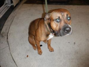 COOPER American Bulldog Dog