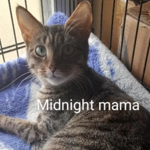 Midnight Momma