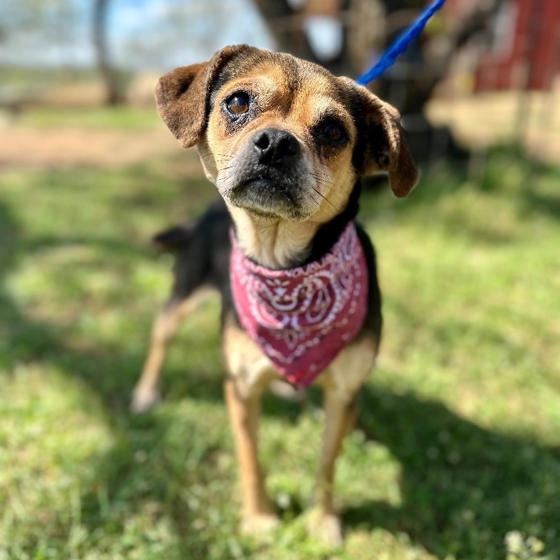 Nancy, an adoptable Puggle, Chihuahua in Seguin, TX, 78155 | Photo Image 2