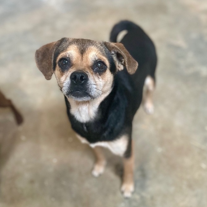 Nancy, an adoptable Puggle, Chihuahua in Seguin, TX, 78155 | Photo Image 3