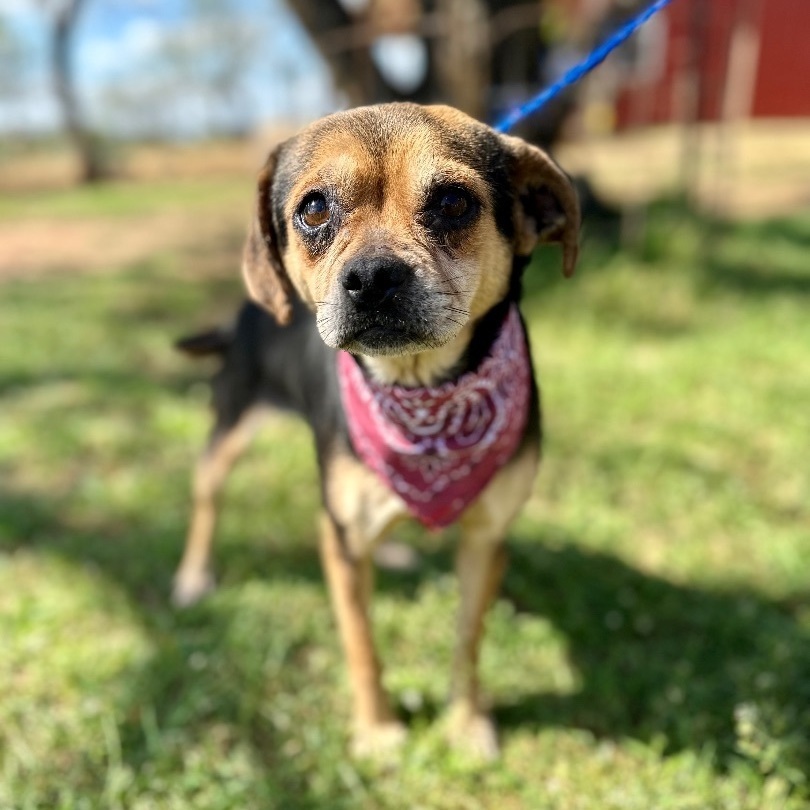 Nancy, an adoptable Puggle, Chihuahua in Seguin, TX, 78155 | Photo Image 4