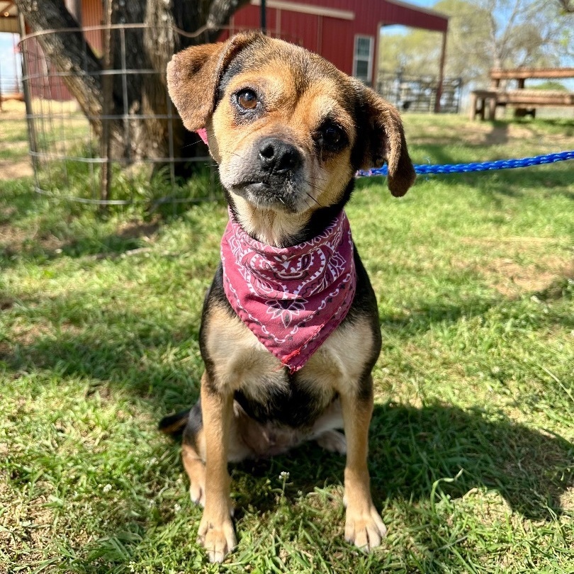 Nancy, an adoptable Puggle, Chihuahua in Seguin, TX, 78155 | Photo Image 1
