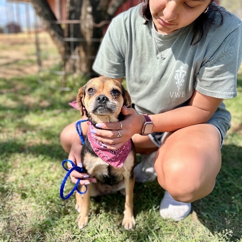 Nancy, an adoptable Puggle, Chihuahua in Seguin, TX, 78155 | Photo Image 5