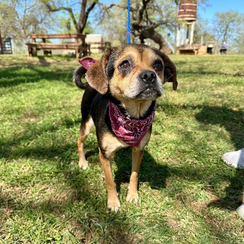 Nancy, an adoptable Puggle, Chihuahua in Seguin, TX, 78155 | Photo Image 6