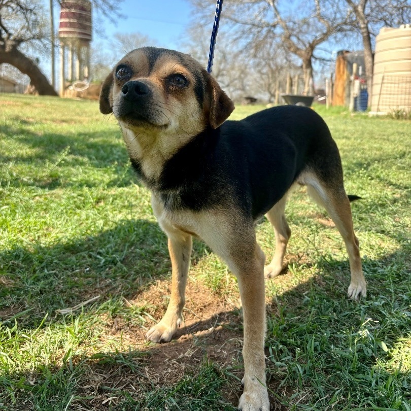 Gummer, an adoptable Puggle, Chihuahua in Seguin, TX, 78155 | Photo Image 1