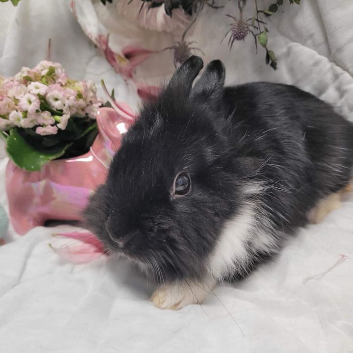 Netherland best sale dwarf adoption