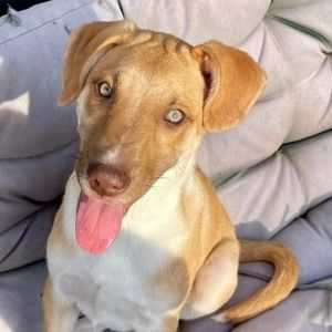 Brut is a 4 month old huskylabPitt mix He is a special kind of guy since he was born with