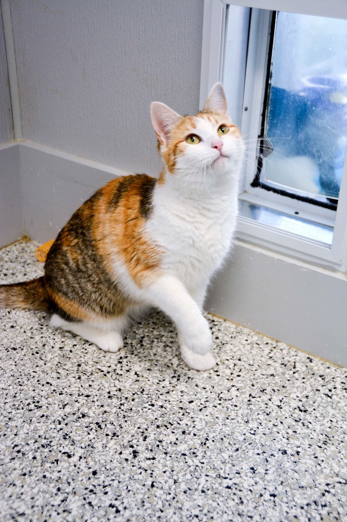 CiCi, an adoptable Calico in New Bern, NC, 28563 | Photo Image 1