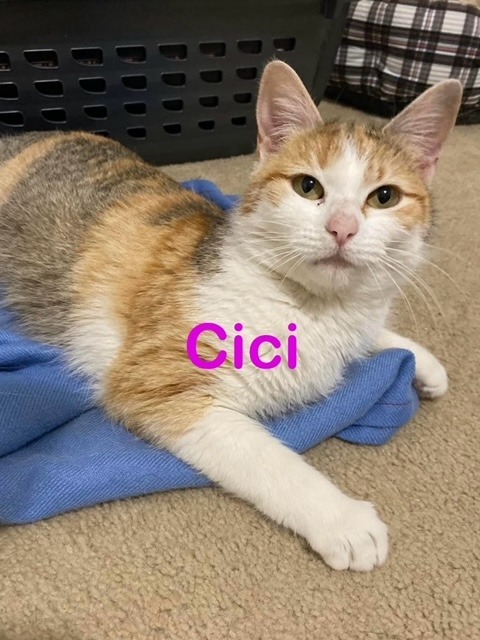 CiCi, an adoptable Calico in New Bern, NC, 28563 | Photo Image 2