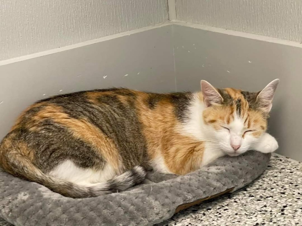 CiCi, an adoptable Calico in New Bern, NC, 28563 | Photo Image 3