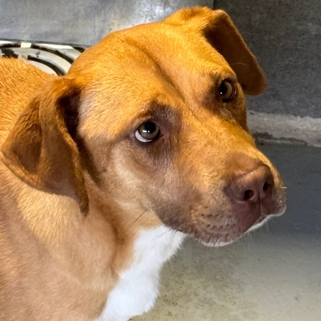 Ariel, an adoptable Terrier in Clarksdale, MS, 38614 | Photo Image 1